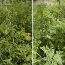 Hemlock and Cow Parsley