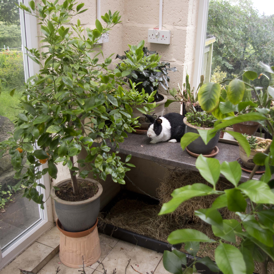 Rabbits and houseplants