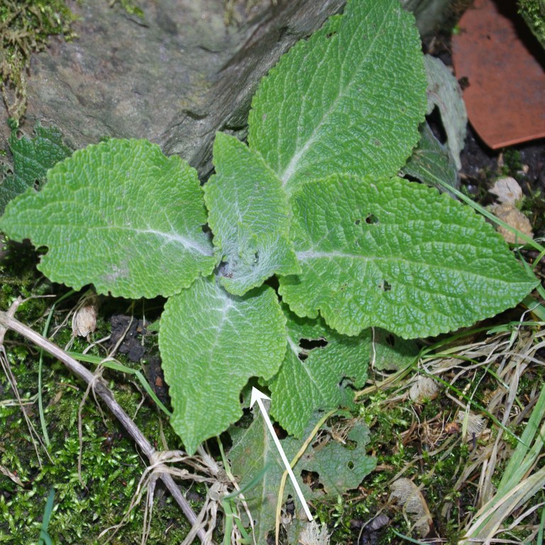 Nibbled foxglove leaves