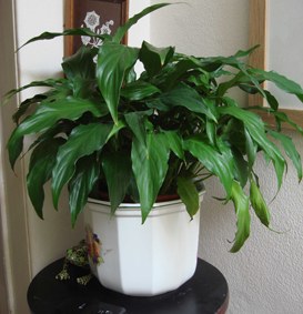 Peace lily