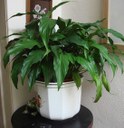 Peace lily