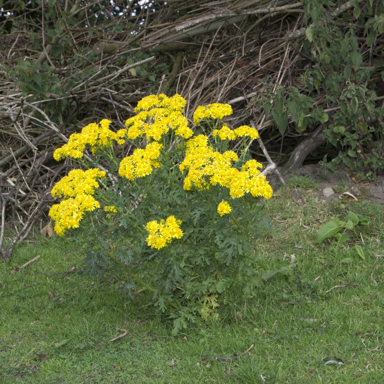 Ragwort outside a rabbit burrow