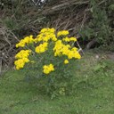 Ragwort outside a rabbit burrow
