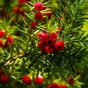 Yew berries