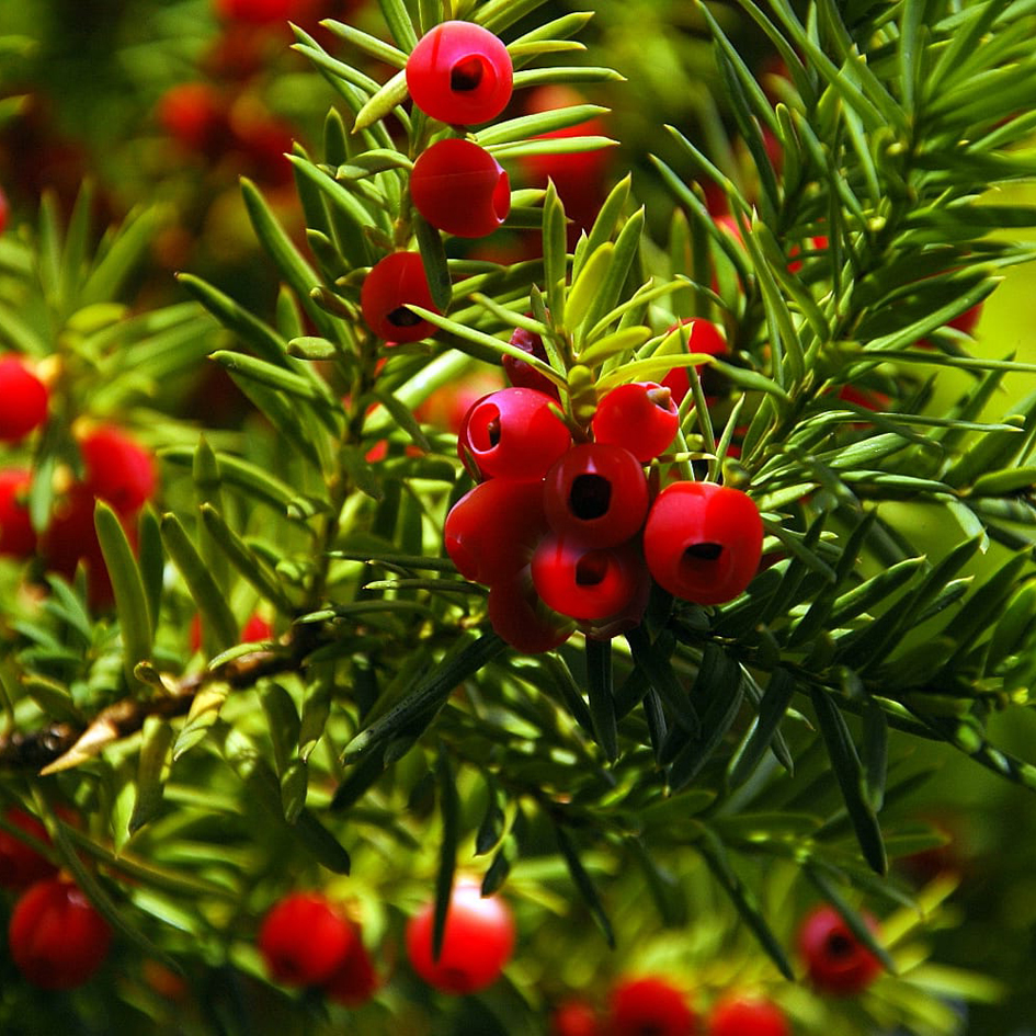 Yew berries