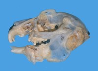 Transparent skull.JPG